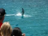 dolphin excursions